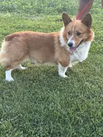Cheif, a male Pembroke Welsh Corgi for sale in Sidney, OH – 5 of 7