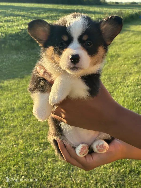 Green collar girl – Pembroke Welsh Corgi puppy for sale in Sidney, OH