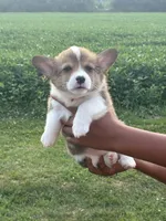 Orange collar girl, a female Pembroke Welsh Corgi for sale in Sidney, OH – 6 of 8