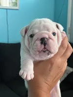 Male English bulldog, a male English Bulldog for sale in Sidney, OH – 7 of 8