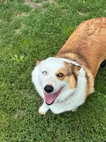 Pearl, a female Pembroke Welsh Corgi for sale in Sidney, OH – 1 of 3