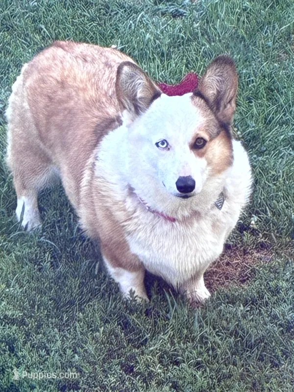 Pearl – Pembroke Welsh Corgi puppy for sale in Sidney, OH