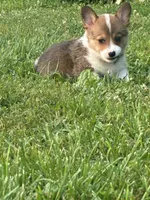 Orange collar girl, a female Pembroke Welsh Corgi for sale in Sidney, OH – 2 of 8