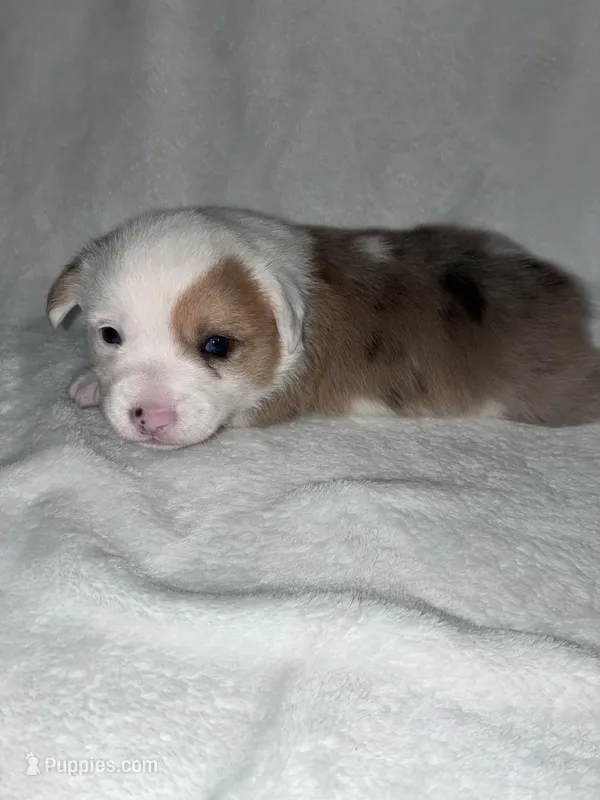 UNO – Pembroke Welsh Corgi puppy for sale in Sidney, OH