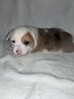 UNO, a male Pembroke Welsh Corgi for sale in Sidney, OH – 1 of 8