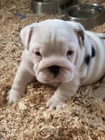 Male English bulldog, a male English Bulldog for sale in Sidney, OH – 3 of 8