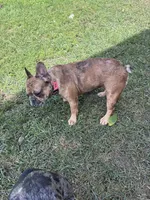 Bella, a female French Bulldog for sale in Sidney, OH – 6 of 6