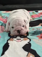 Male English bulldog, a male English Bulldog for sale in Sidney, OH – 8 of 8