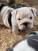 Male English bulldog, a male English Bulldog for sale in Sidney, OH – 2 of 8