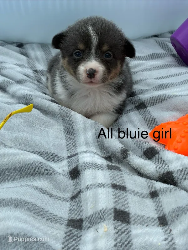 All bluie female – Pembroke Welsh Corgi puppy for sale in Sidney, OH