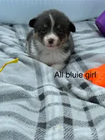 All bluie female, a female Pembroke Welsh Corgi for sale in Sidney, OH – 1 of 1