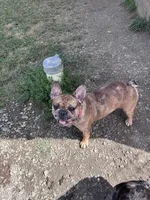 Bella, a female French Bulldog for sale in Sidney, OH – 4 of 6