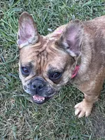 Bella, a female French Bulldog for sale in Sidney, OH – 2 of 6