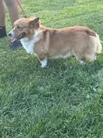 Cheif, a male Pembroke Welsh Corgi for sale in Sidney, OH – 2 of 7