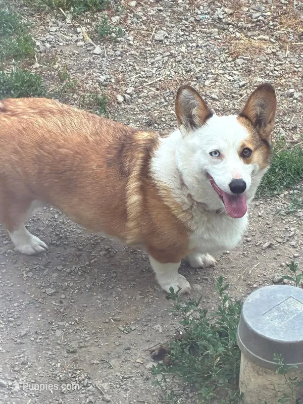 Pearl – Pembroke Welsh Corgi puppy for sale in Sidney, OH