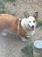 Pearl, a female Pembroke Welsh Corgi for sale in Sidney, OH – 2 of 3
