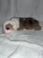 UNO, a male Pembroke Welsh Corgi for sale in Sidney, OH – 4 of 8