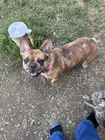 Bella, a female French Bulldog for sale in Sidney, OH – 3 of 6