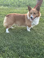 Cheif, a male Pembroke Welsh Corgi for sale in Sidney, OH – 1 of 7