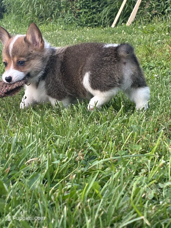 Orange collar girl – Pembroke Welsh Corgi puppy for sale in Sidney, OH