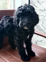 CJ, a female Goldendoodle for sale in Cedar Hill, TX – 10 of 10
