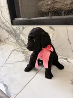 CJ, a female Goldendoodle for sale in Cedar Hill, TX – 2 of 6