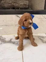 Charlie , a male Goldendoodle for sale in Cedar Hill, TX – 3 of 6