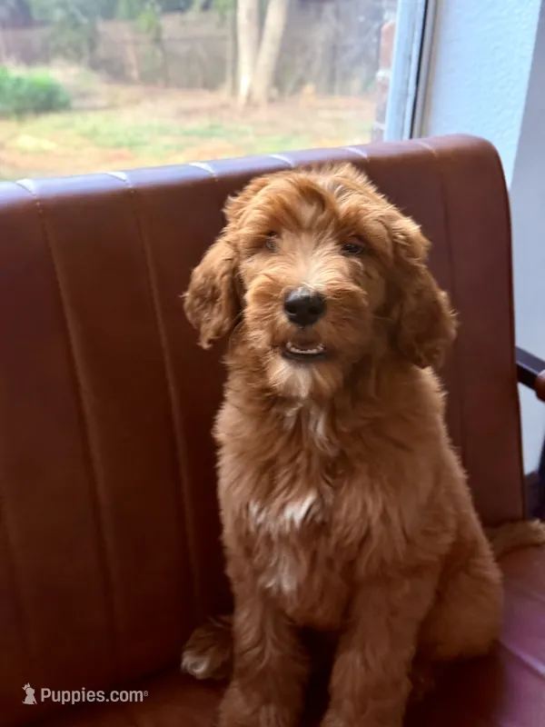 Charlie B – Goldendoodle puppy for sale in Cedar Hill, TX