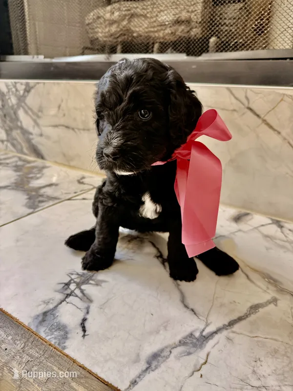 CJ – Goldendoodle puppy for sale in Cedar Hill, TX