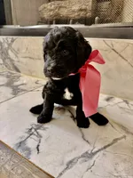 CJ, a female Goldendoodle for sale in Cedar Hill, TX – 1 of 6