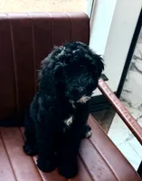 CJ, a female Goldendoodle for sale in Cedar Hill, TX – 3 of 10