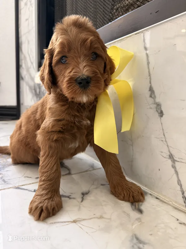 Charlie B – Goldendoodle puppy for sale in Cedar Hill, TX