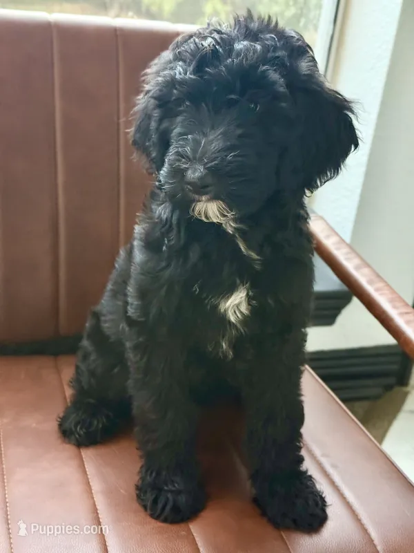 CJ – Goldendoodle puppy for sale in Cedar Hill, TX