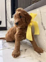 Charlie B, a male Goldendoodle for sale in Cedar Hill, TX – 5 of 5