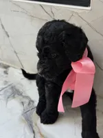 CJ, a female Goldendoodle for sale in Cedar Hill, TX – 3 of 6