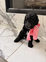 CJ, a female Goldendoodle for sale in Cedar Hill, TX – 5 of 6