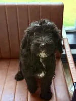 CJ, a female Goldendoodle for sale in Cedar Hill, TX – 2 of 10