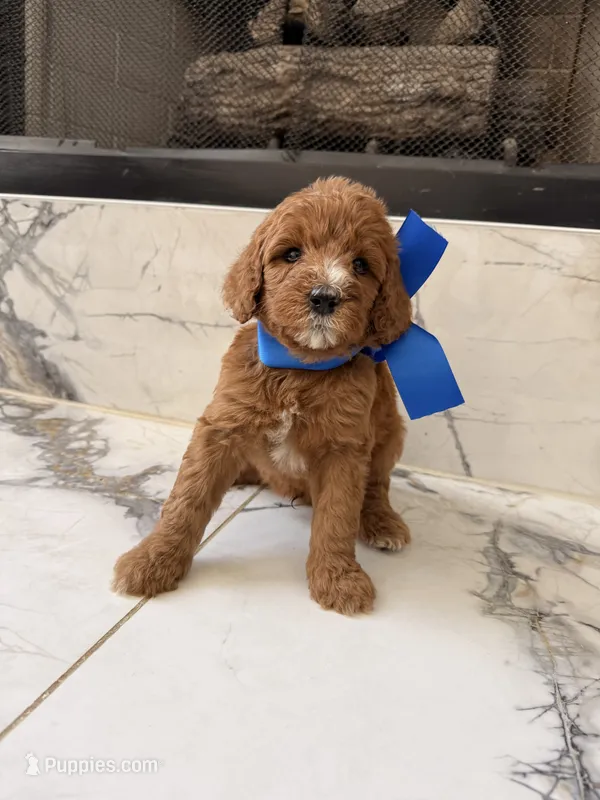 Charlie  – Goldendoodle puppy for sale in Cedar Hill, TX