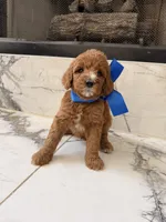 Charlie , a male Goldendoodle for sale in Cedar Hill, TX – 1 of 6