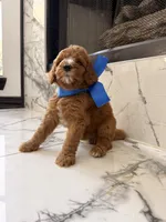 Charlie , a male Goldendoodle for sale in Cedar Hill, TX – 5 of 6