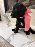 CJ, a female Goldendoodle for sale in Cedar Hill, TX – 4 of 6