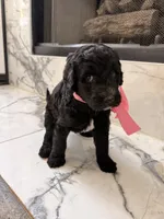 CJ, a female Goldendoodle for sale in Cedar Hill, TX – 6 of 6