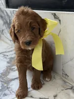 Charlie B, a male Goldendoodle for sale in Cedar Hill, TX – 2 of 5