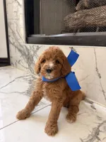 Charlie , a male Goldendoodle for sale in Cedar Hill, TX – 2 of 6