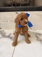 Charlie , a male Goldendoodle for sale in Cedar Hill, TX – 4 of 6
