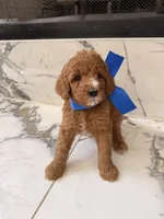 Charlie , a male Goldendoodle for sale in Cedar Hill, TX – 6 of 6