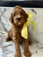 Charlie B, a male Goldendoodle for sale in Cedar Hill, TX – 4 of 5