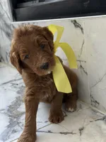 Charlie B, a male Goldendoodle for sale in Cedar Hill, TX – 3 of 5
