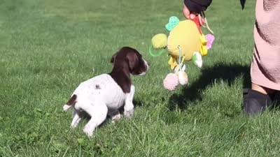 Ammo, a male German Shorthaired Pointer for sale in Sugarcreek, OH – 8 of 8