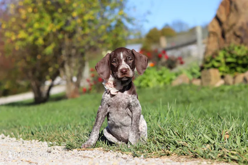 Allie – German Shorthaired Pointer puppy for sale in Sugarcreek, OH